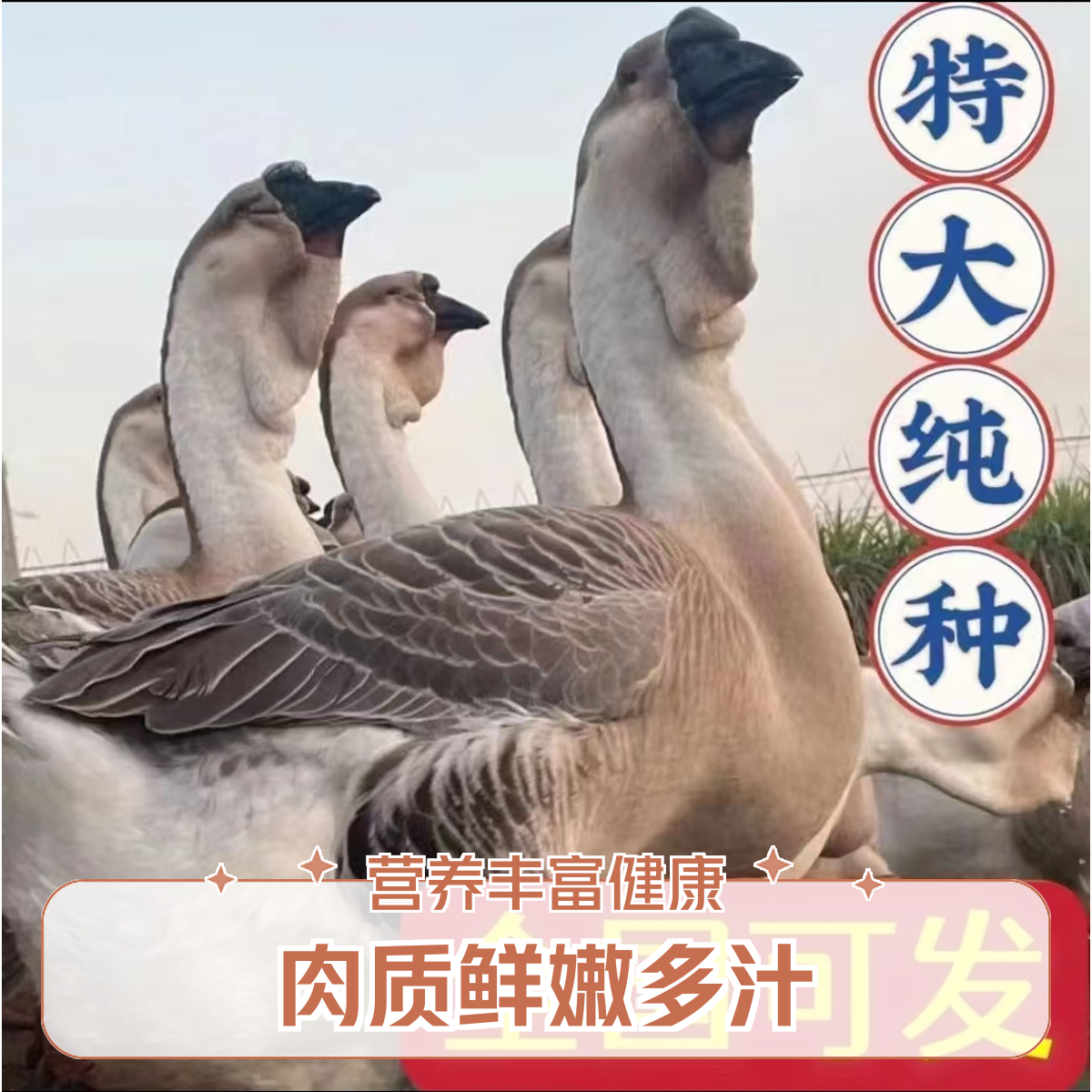 （一斤左右)特大种狮头鹅鹅肉肉质鲜美顺丰速运