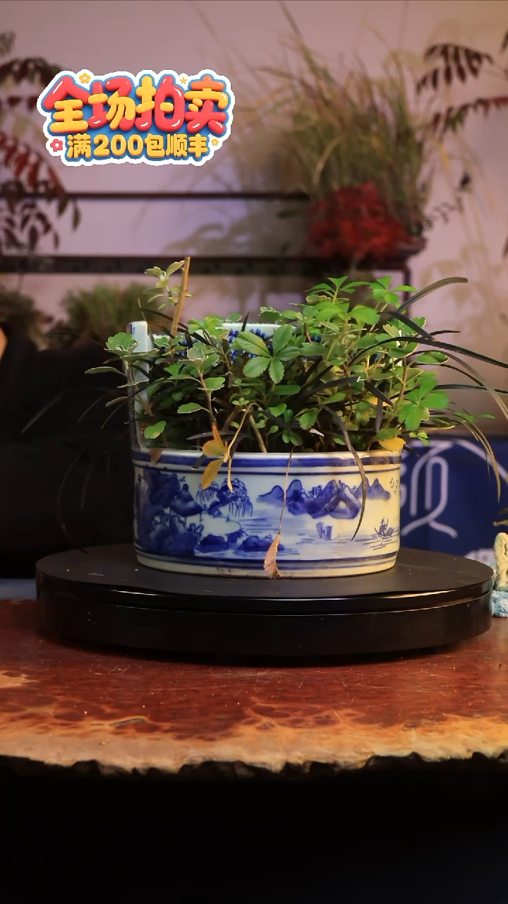 完全开放G42草本植物 不包邮