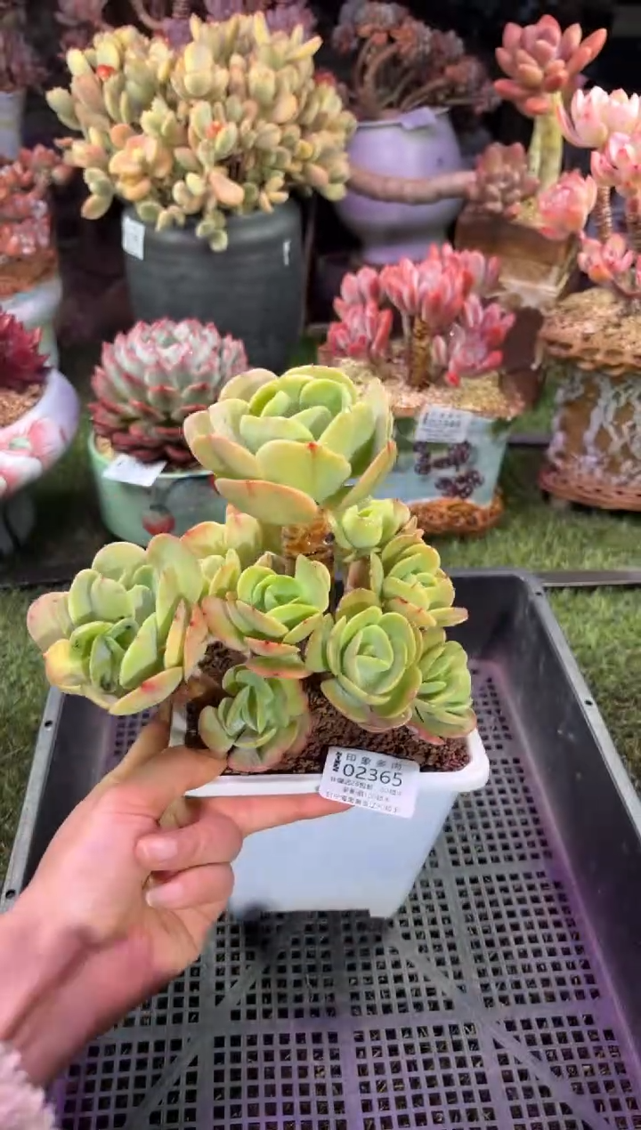 【闪购商品】02365