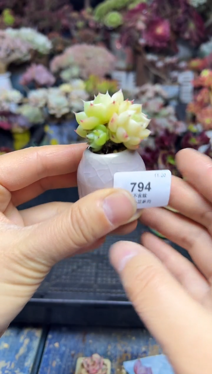 无*794            带盆