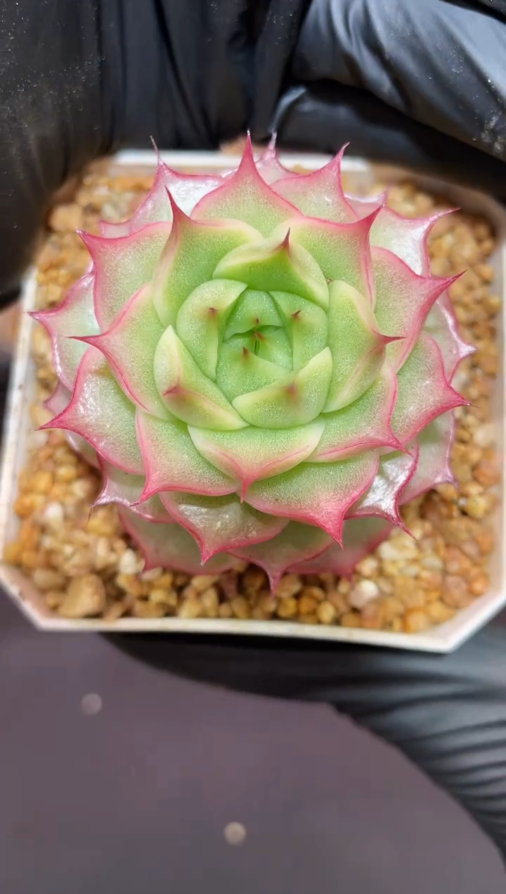 闪购905 渐变海胆多肉一颗  3.8-4厘米