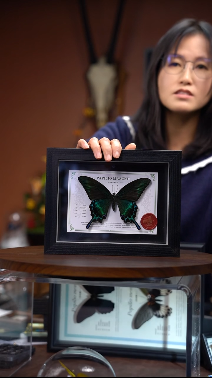 绿带翠凤蝶 夏  常规