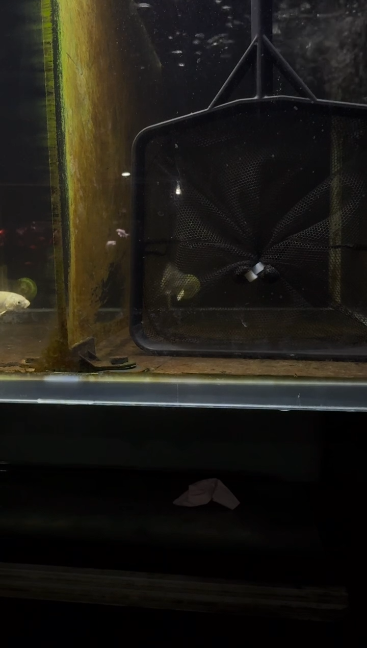 蝴蝶鲤鱼刘**里白蝴蝶鲤