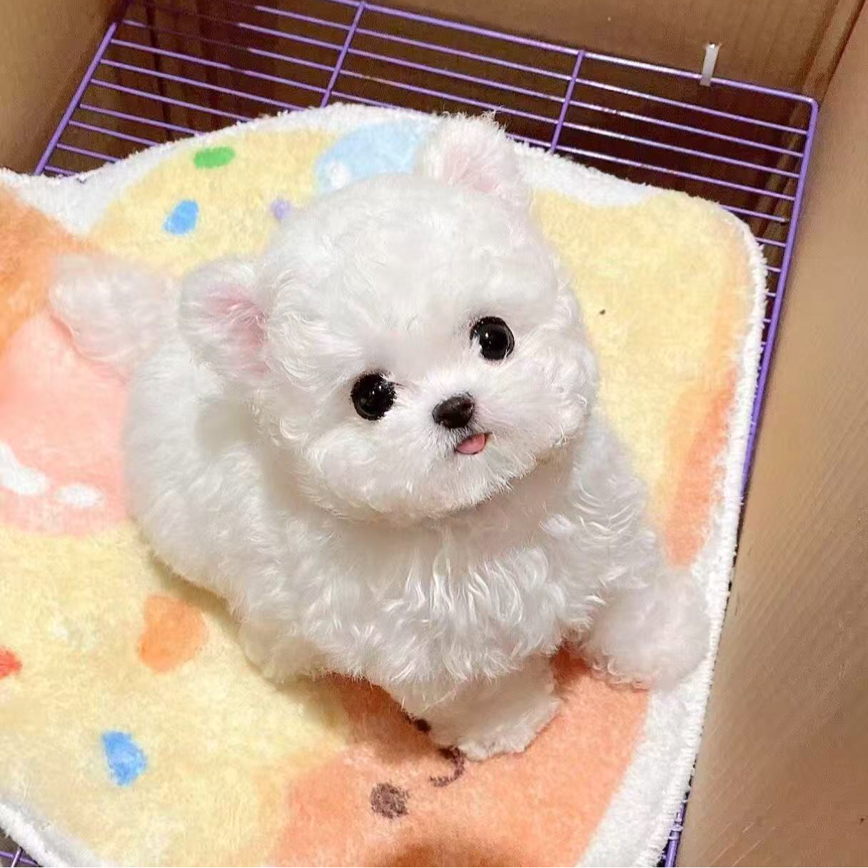 【金朝宠物】比熊 泰迪熊 泰迪家庭伴侣犬宠物犬宠物活体