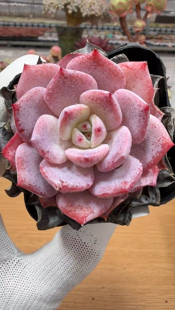 东云多肉园二店-64