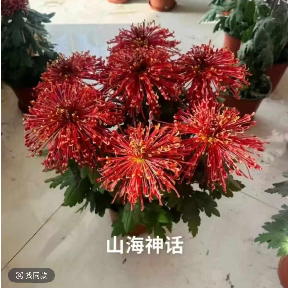 【山海神话】菊花盆栽带花苞发货大花特色花卉绿植