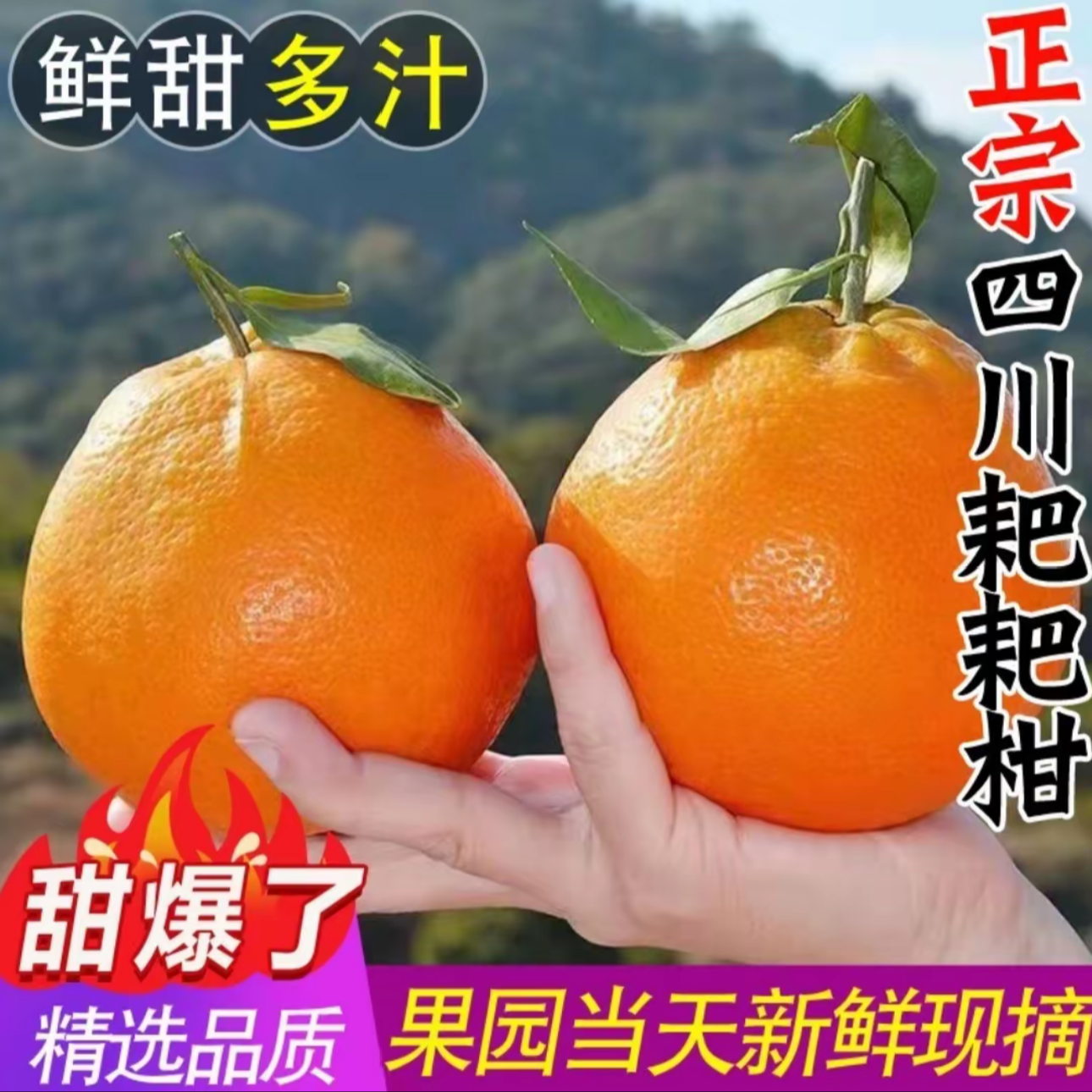 【头茬耙耙柑】正宗四川春见耙耙柑橘新鲜水果爆甜多汁自然成熟