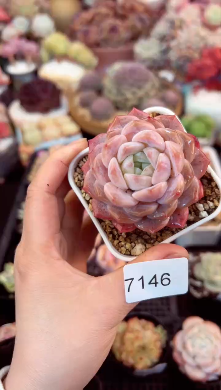 【闪购商品】7146单头多肉