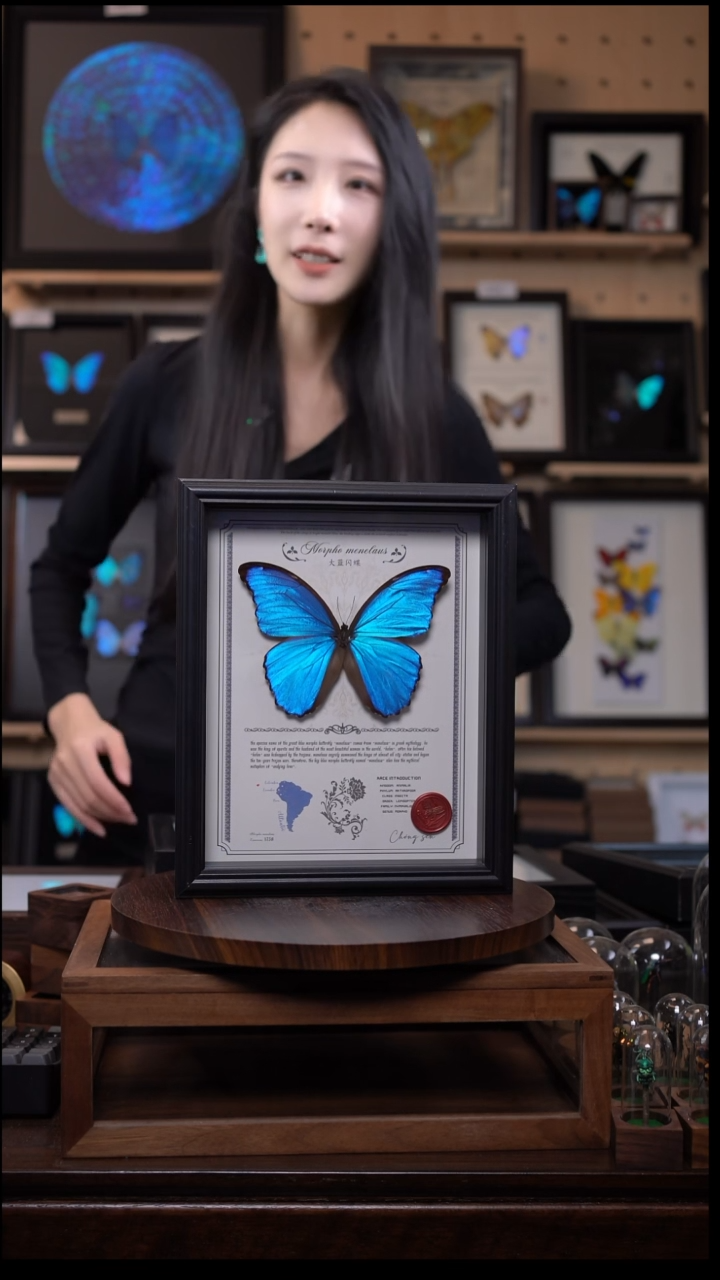 大蓝闪蝶豪华版10寸欧式框（带证书）