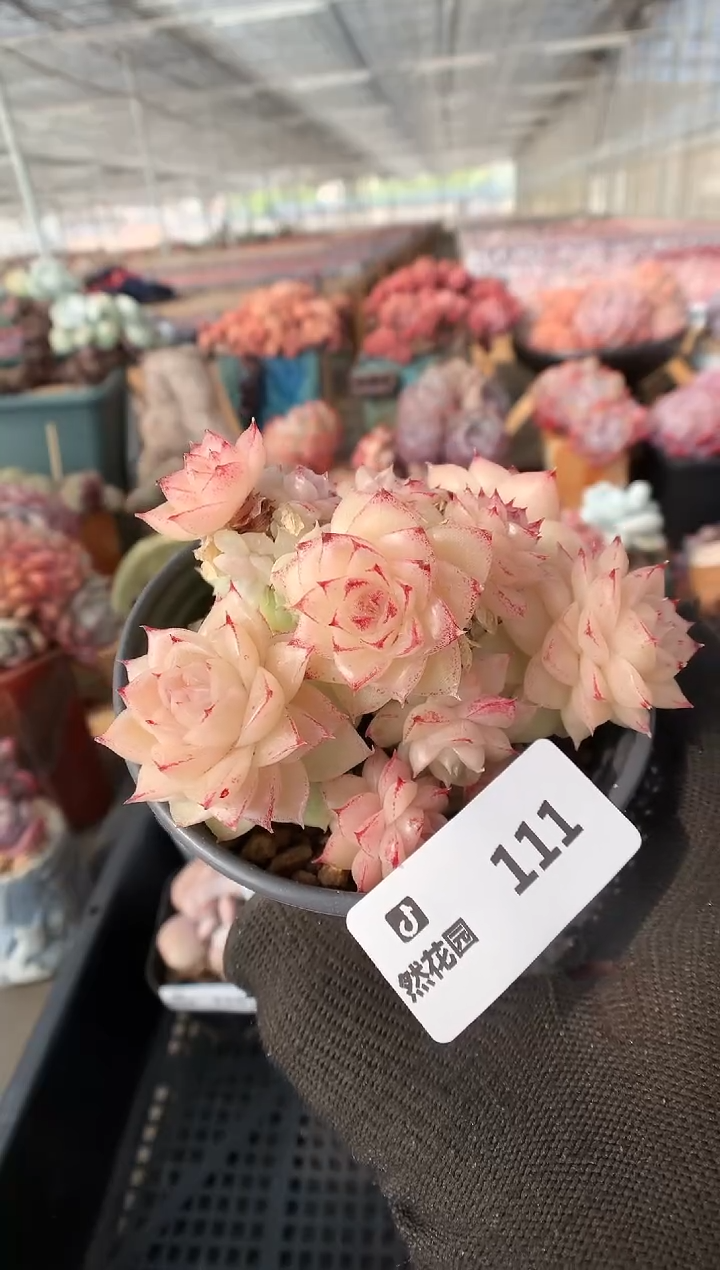 111麦秆不包整一物一拍