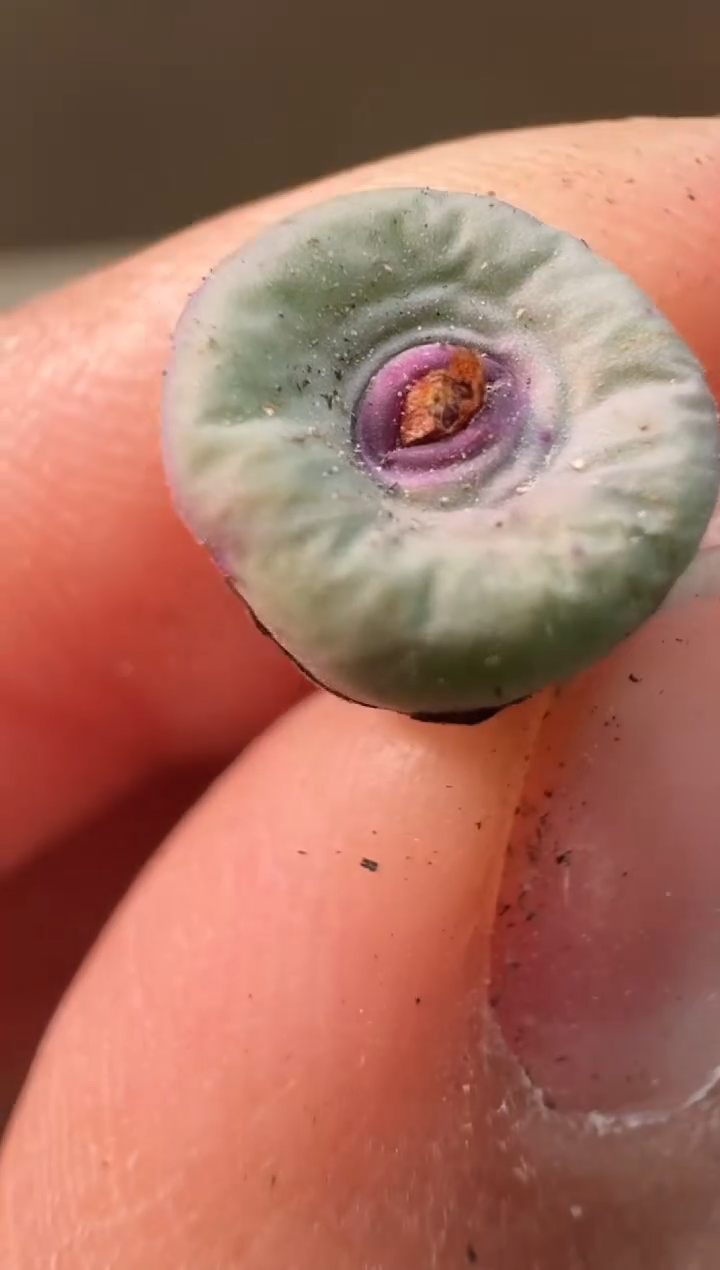 24-42多肉植物肉锥