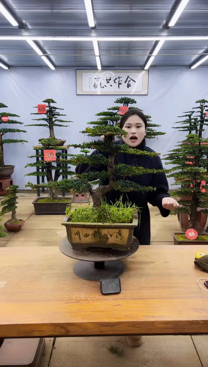 【闪购商品】高端盆景一物一拍，所见即所得