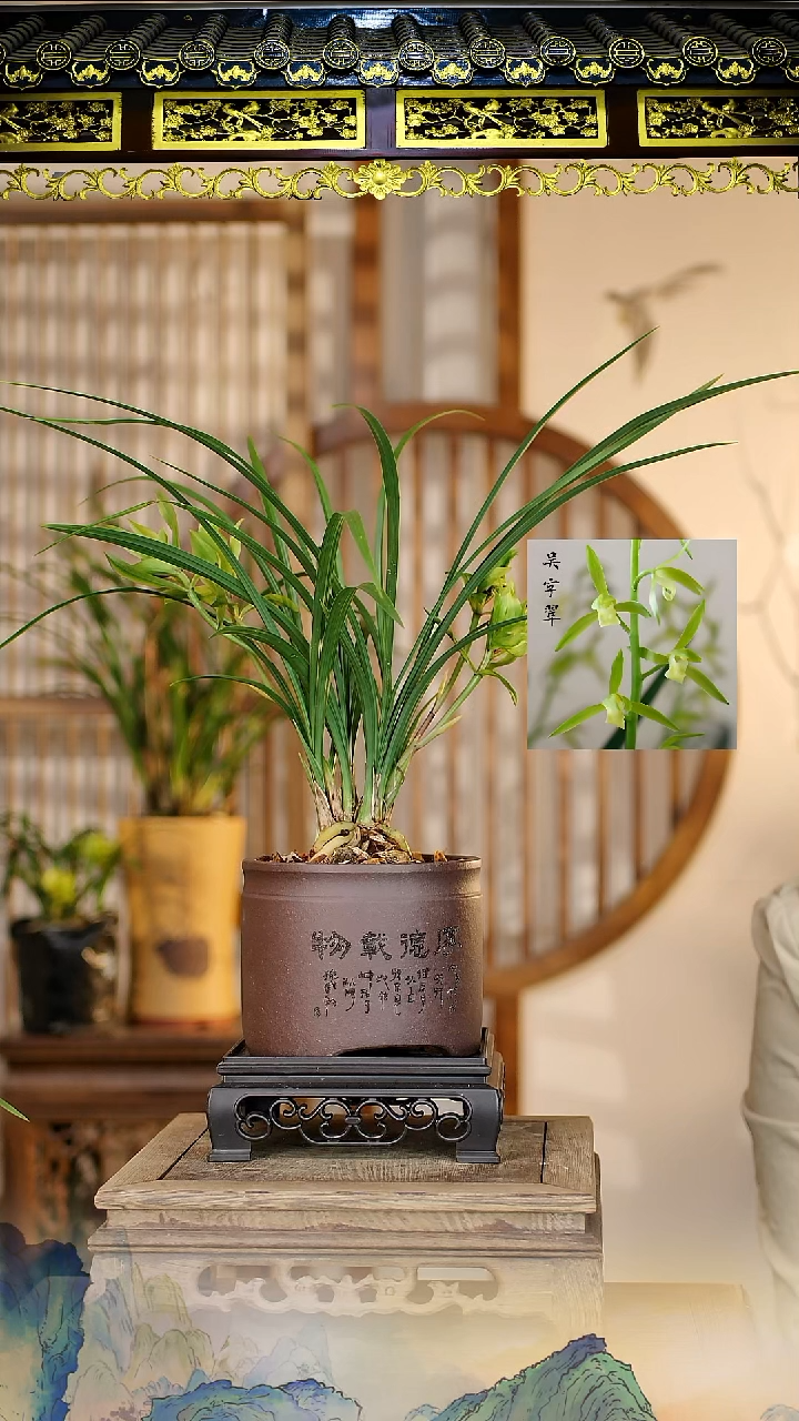 全部花苞大唐盛世带紫砂盆