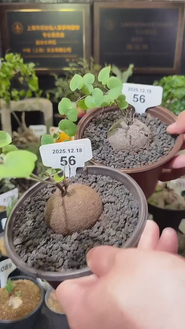 56号1218福利南非龟甲龙买1送1