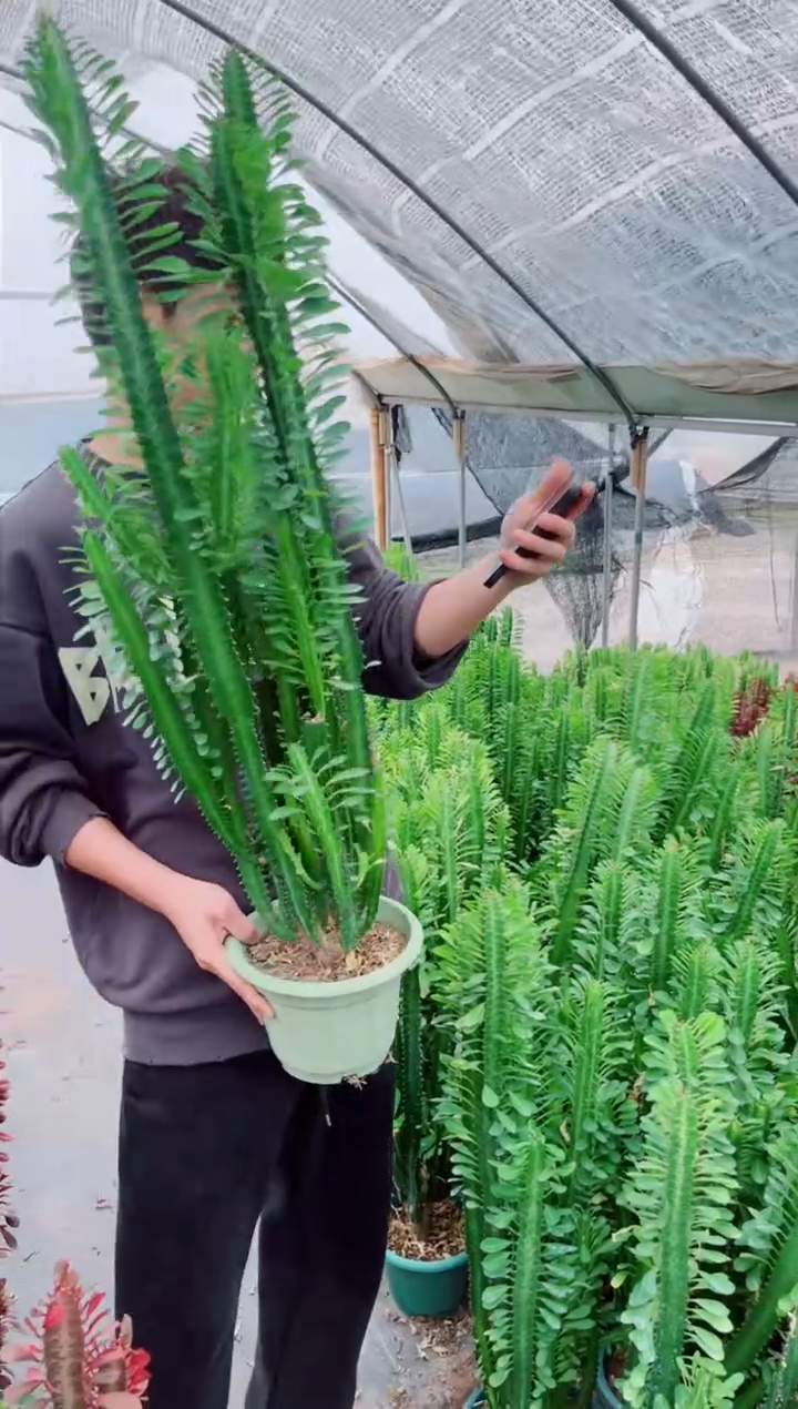 【闪购商品】大号绿龙骨 高70cm+ 4头起发