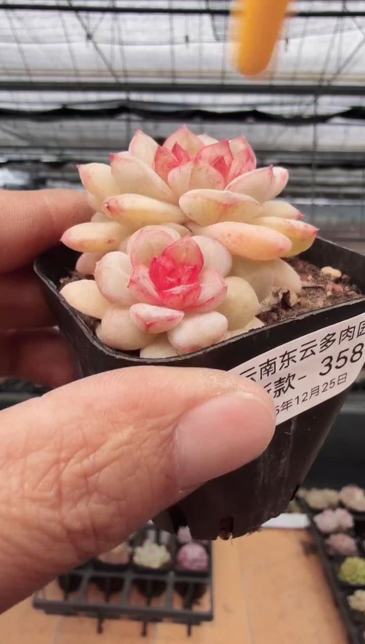 东云多肉园新款-358