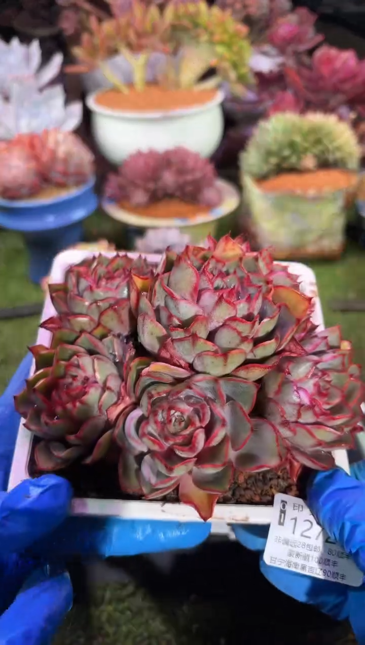 【闪购商品】12721