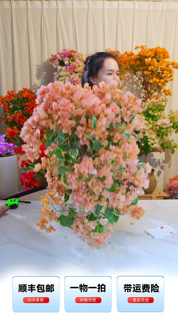 大部分开放少量花苞金边马斯