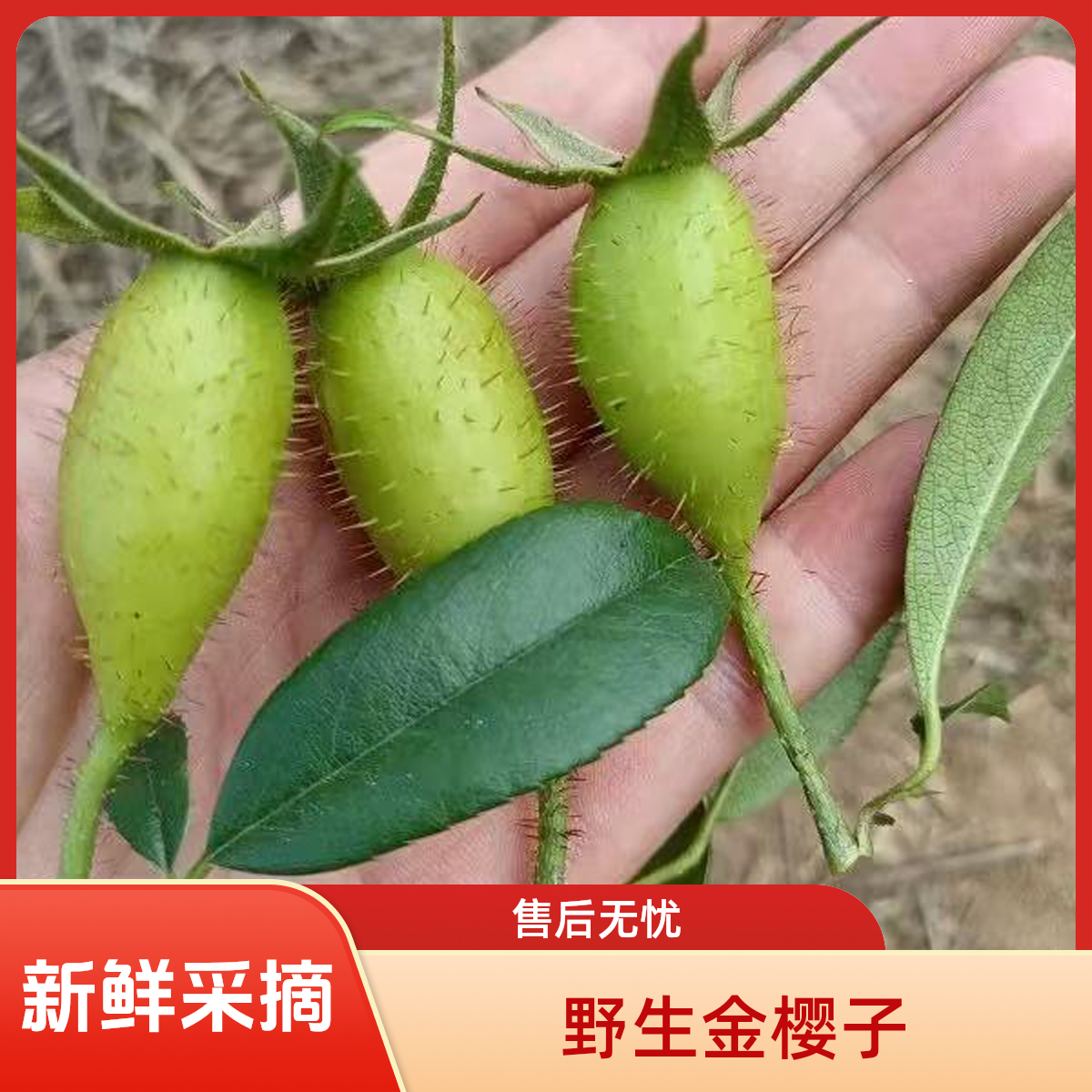 金樱子野生新鲜现摘农家刺梨未成熟果去刺糖梨子泡茶泡酒中药材