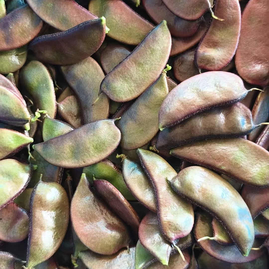 【顺丰】苏北农家露天扁豆新鲜采摘