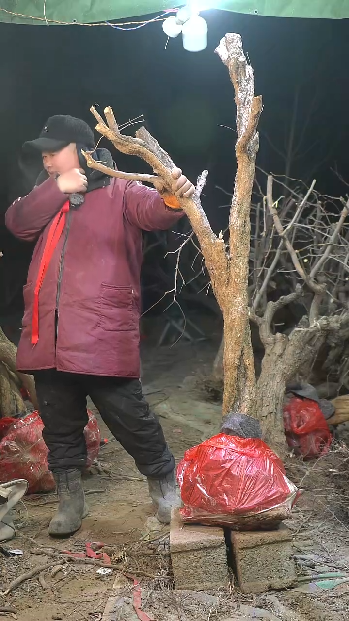 完全开放石榴1213