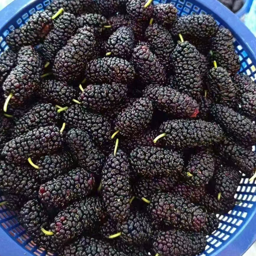 【精装桑葚】鲜桑葚！好东西！一盒毛重200克左右！