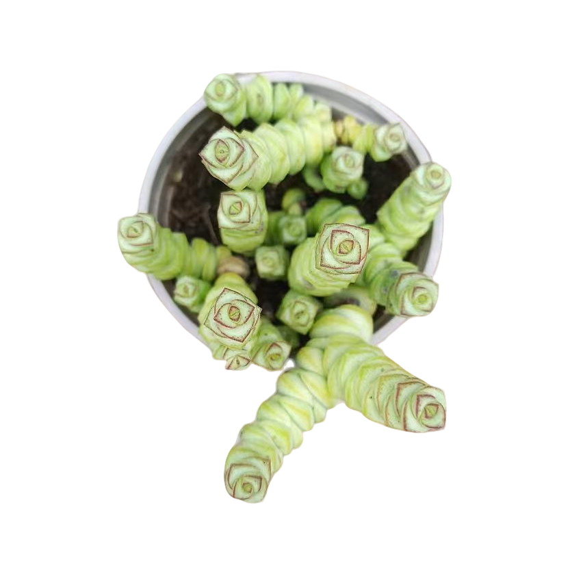满9.9元包邮 钱串带盆 多肉植物 (直播间展示为准）