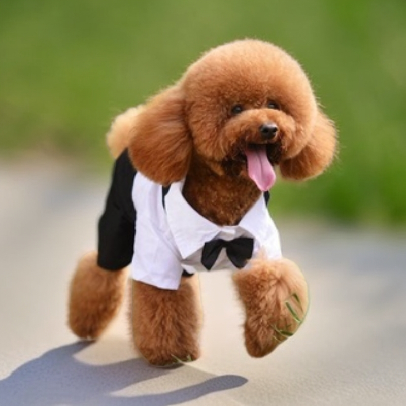 （静静）活体宠物链接