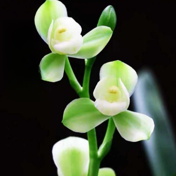 建兰【掌上明珠】素心荷瓣 花期7-11月份浓香型.