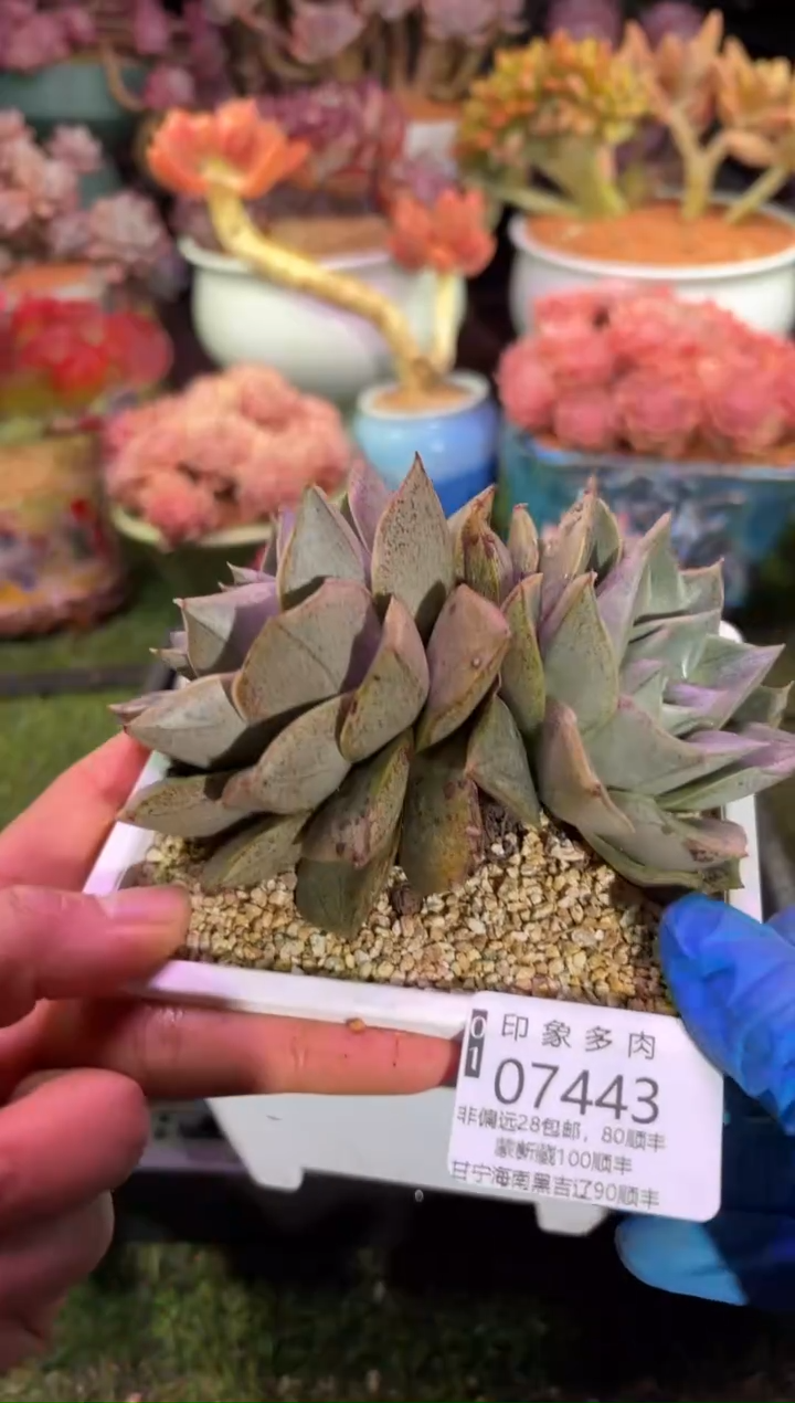 【闪购商品】07443