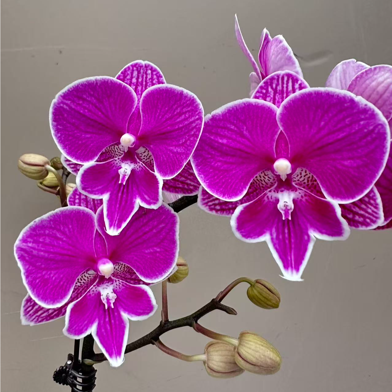 蝴蝶兰【红豆】大舌头小花花量大 一棵成树 基地直发