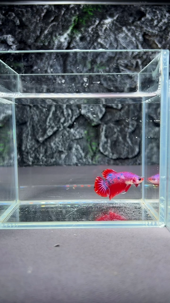 斗鱼竞拍链接A040