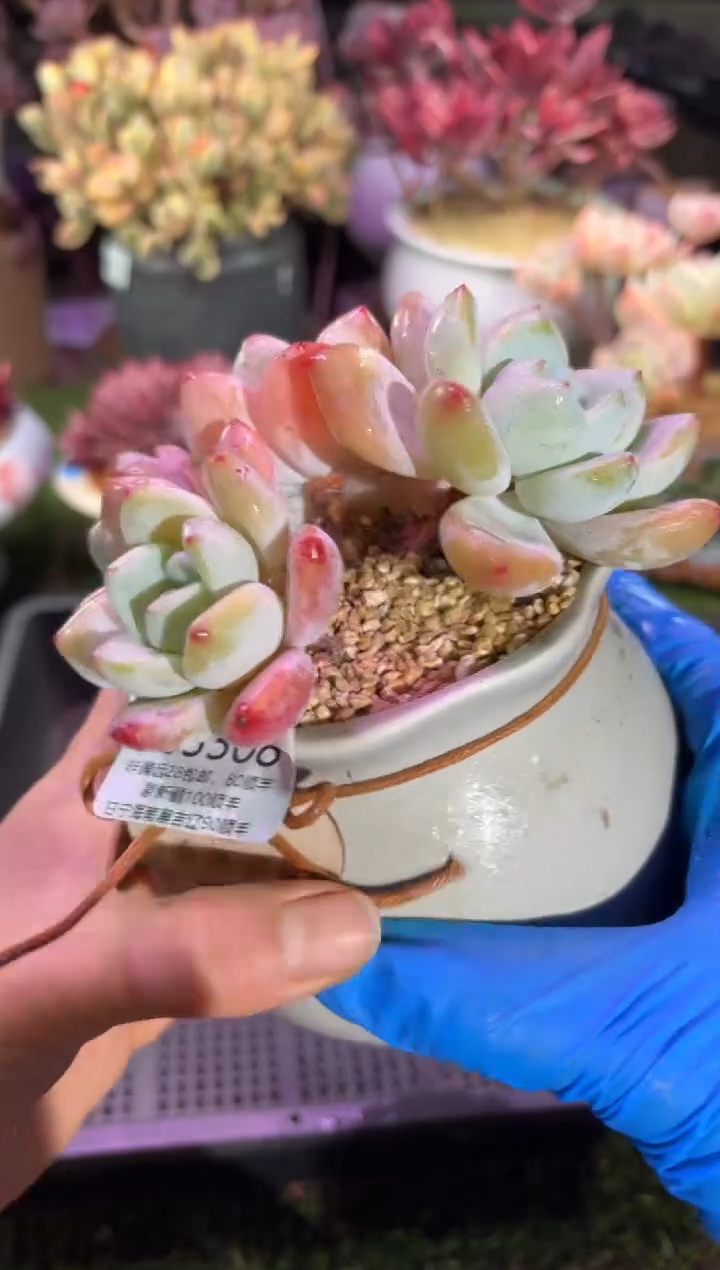 【闪购商品】03308