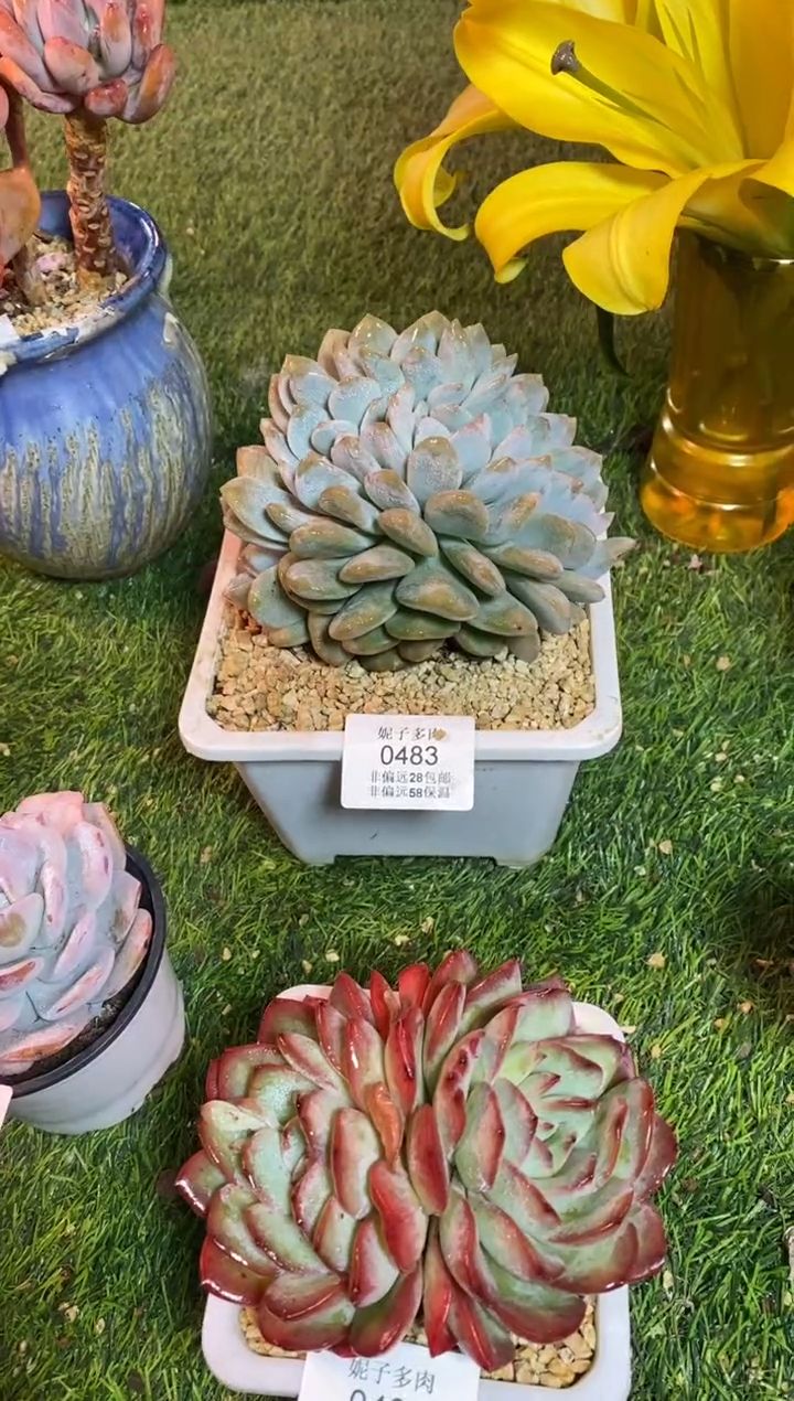 【闪购商品】0483a