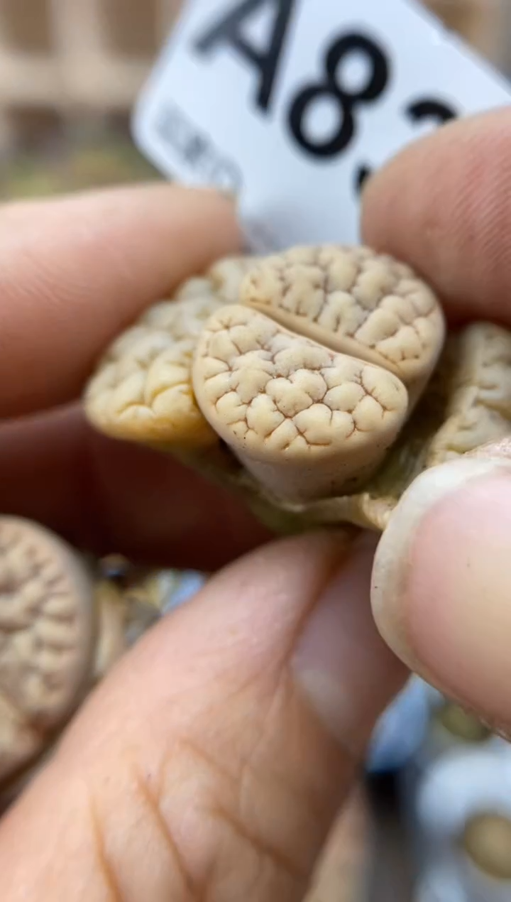 【闪购商品】8309直播一物一拍