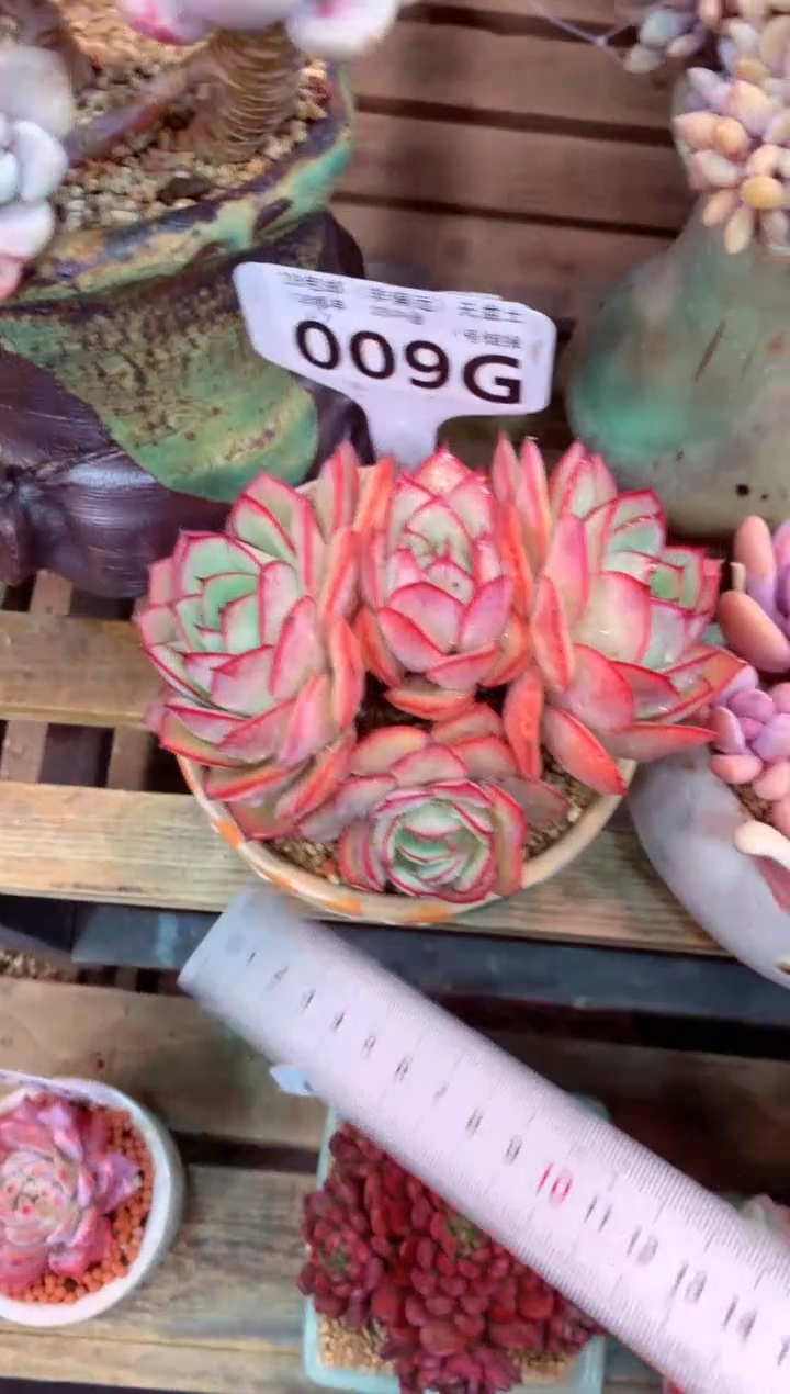 009G（一物一拍，精品多肉，w所见即所得 ）
