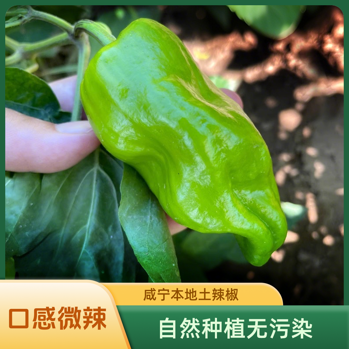 咸宁本地特产现摘土家辣椒