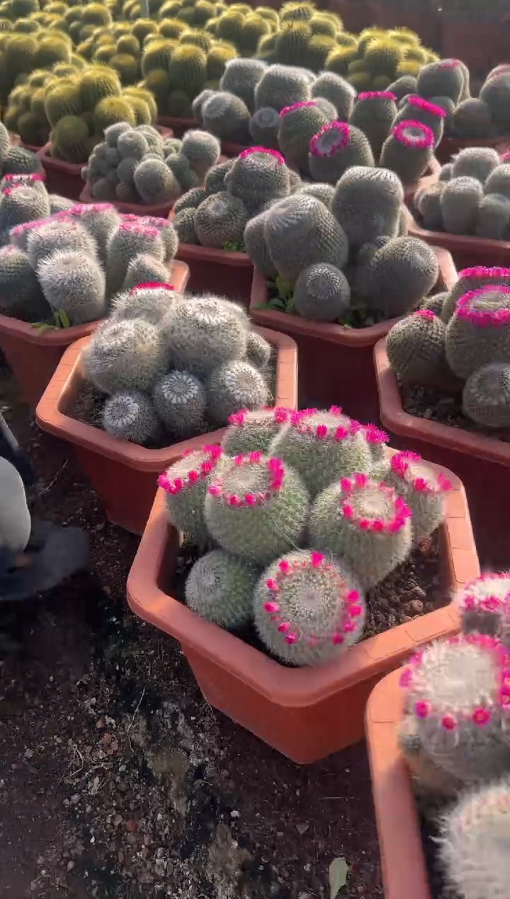 多头 玉翁【带雪顶】13-18cm