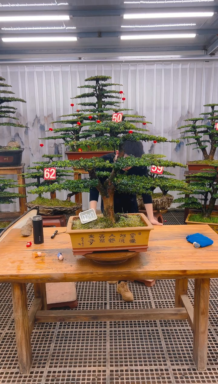 【闪购商品】紫砂精品盆景直播间一物一拍