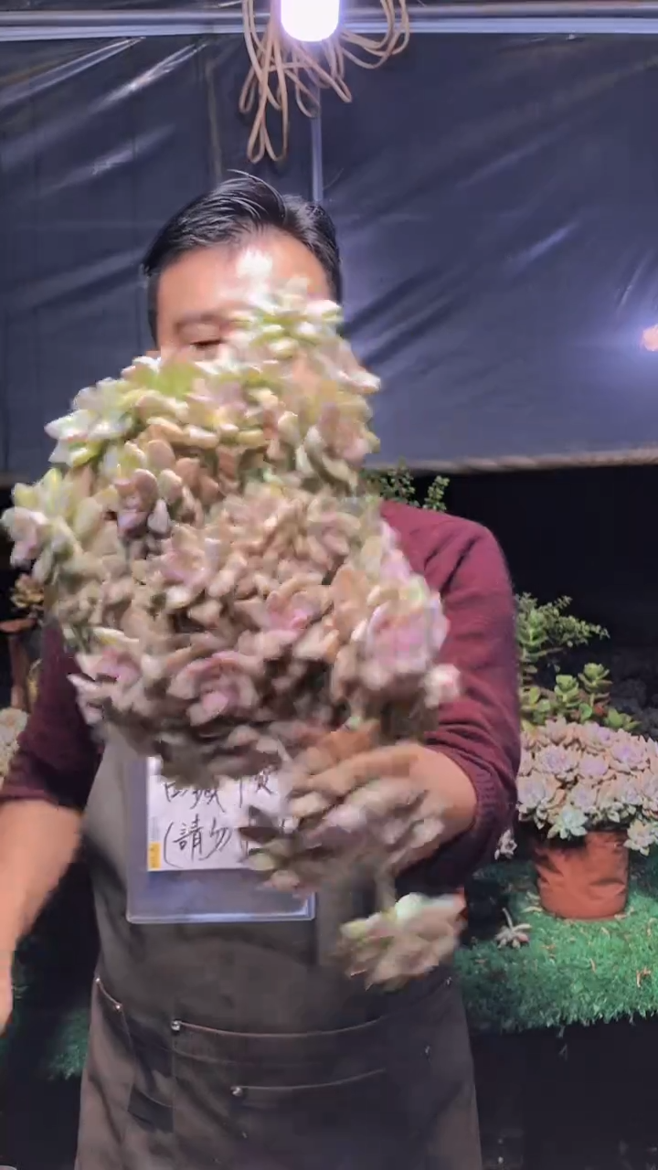 212淡雪缀化一物一拍