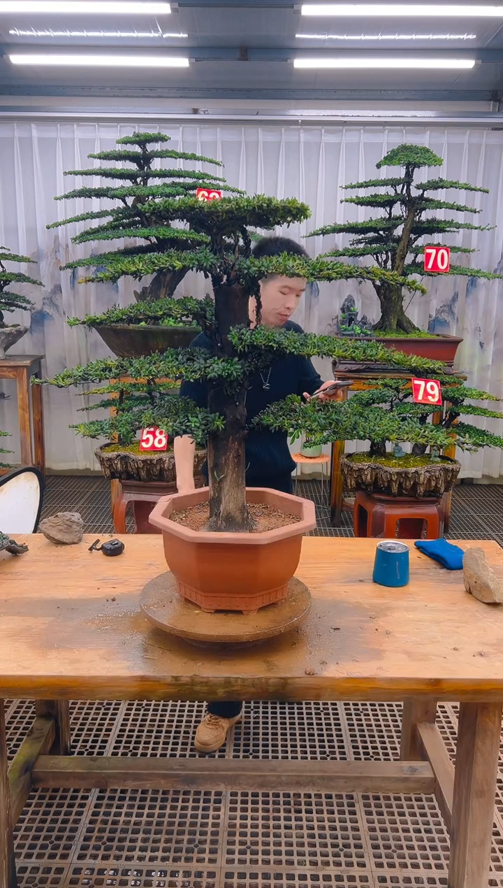 无花朵精品盆景直播间一物一拍