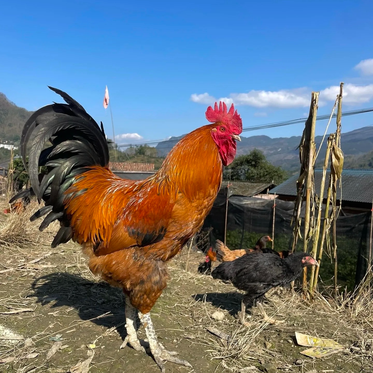 云南跑山鸡老程小段【一物一拍】云南跑山鸡公鸡黑脚走地鸡散养土鸡