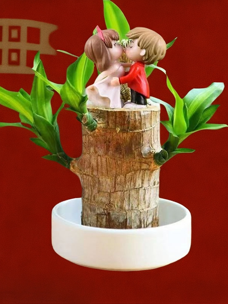 带嫩芽发货巴西木【办公桌懒人新长期水培植物幸运木】花卉网红植物