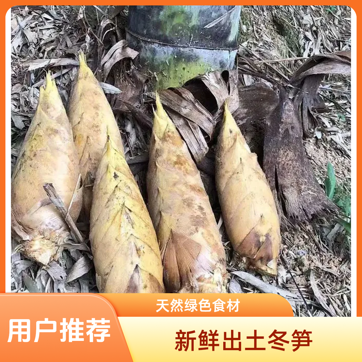 2025年冬笋现拍现挖新鲜现挖高山冬笋肉厚脆嫩饱满应季蔬菜