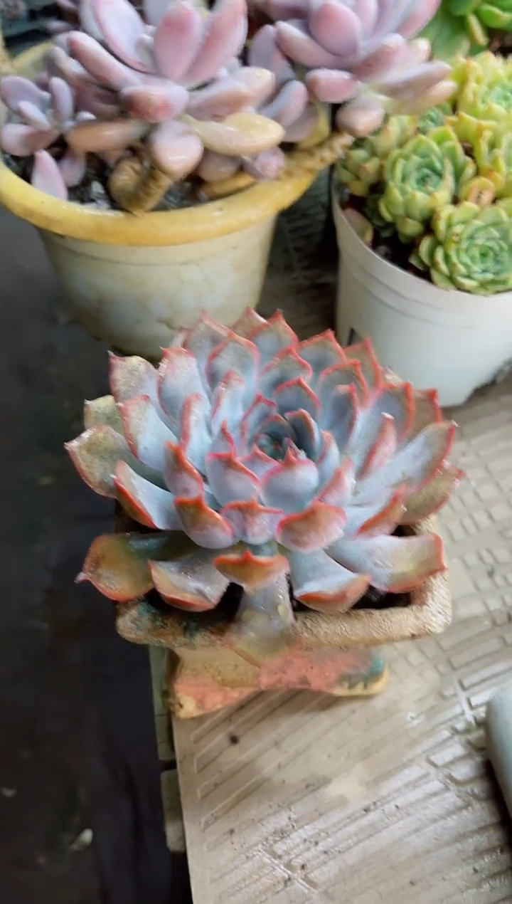 白***。22061多肉植物一物一拍