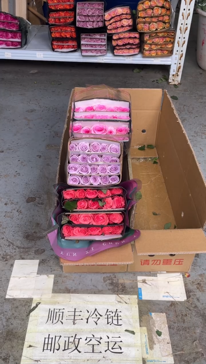 醉梦佳人20枝+海洋之歌20枝+洛神20枝