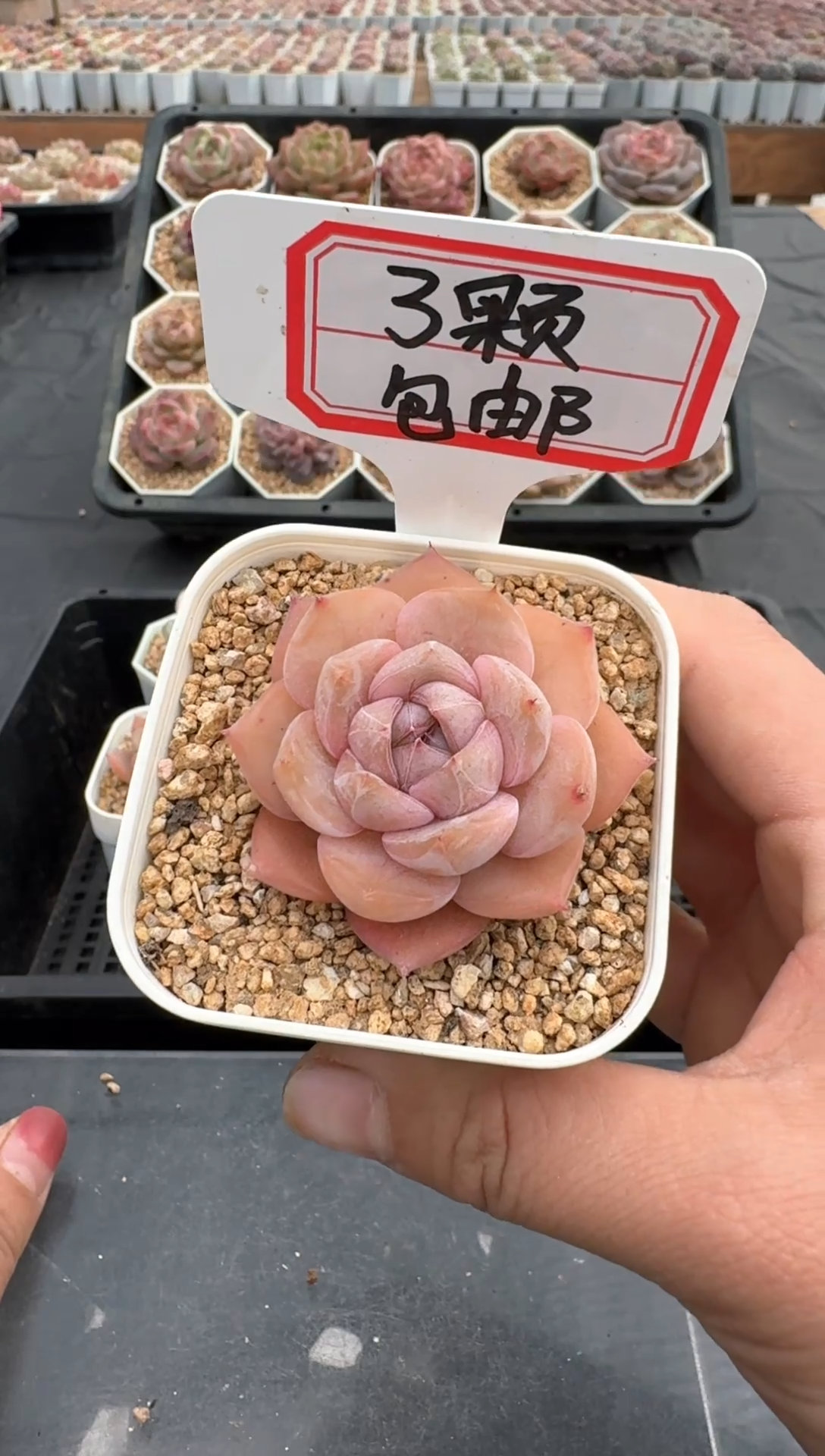 【闪购商品】660号 珍妮杂交多肉 花卉植物