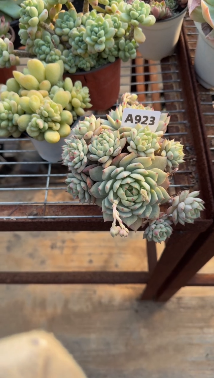 【闪购商品】A923TP（裸根发货）