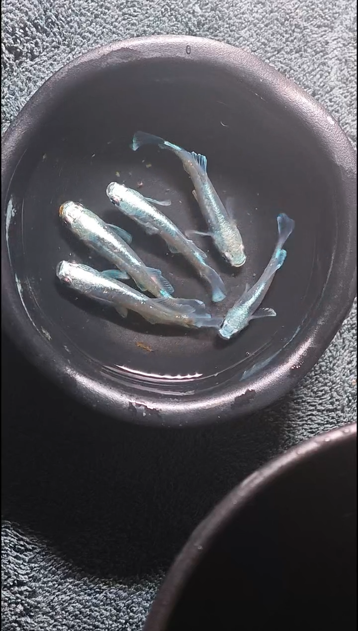 青鳉鱼观背青鳉19