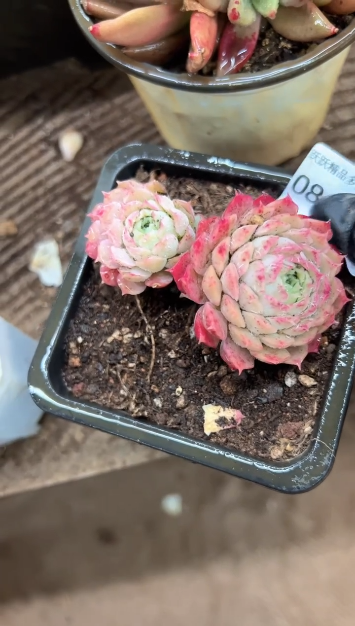 阿*阿迷洲多肉花卉08405